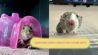 Another Video About Pet Store Rats