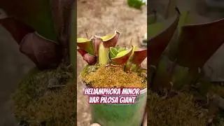 Heliamphora Minor var. Pilosa &lsquo;Giant&rsquo; AW #shorts #heliamphora #carnivorousplants #plants