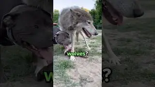 Difference Between Dogs and Wolves? 😳