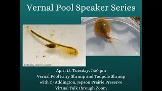 Vernal Pool Speaker Series: Vernal Pool Fairy Shrimp & Tadpole Shrimp with CJ Addington 4-13-2021