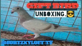 GIFTBIRD UNBOXING + PAG BALIK NG BUMALIK NA WARRIOR SATIN +RONDA AND trapping.#kalapatids #kapakpak