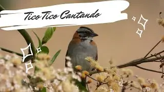 Tico Tico Cantando - Zonotrichia capensis - Rufous-collared Sparrow
