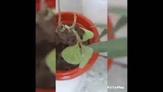 Cutting of Hamelia patens start growing....🌱☘🌿⚘🍀🍃🍂