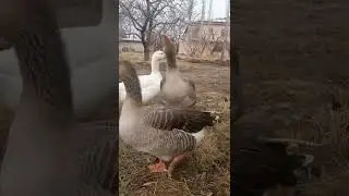 SİZCE BU KAZLAR NE ZAMAN YUMURTLAR ? /KAZ BAKIMI/GEZEN KAZLAR/U&Ccedil;AN KAZLAR /