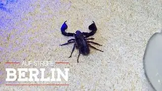 Gef&auml;hrlicher Stich vom Skorpion! Er kam mit der Post! | Auf Streife - Berlin | SAT.1 TV