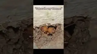 Tiny Termites Building a Perfect Home 🏠 | Nature&rsquo;s Engineers.