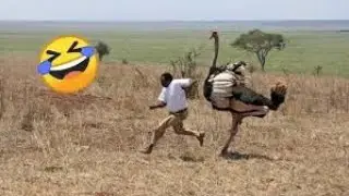 Funny Dogs And Cats Videos 2026 😅   Best Funniest Animal Videos Of The week