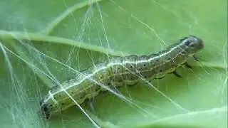 ГУСЕНИЦЫ: Orthosia cruda (Совка Ранняя Жёлто-Серая)