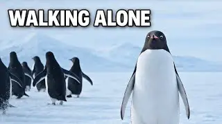 &ldquo;Walking Alone ❄️ | The Real Story of a Penguin in Antarctica | Documentary Short&rdquo;