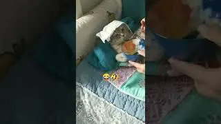 Cat pretending like she is sick🤣