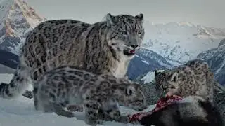 snow leopard documentary : snow leopard hunting - how do snow leopards survive the cold