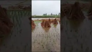 Heavy Rain ...Rice 🌾🌾