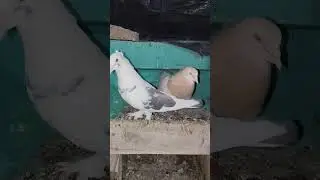 kabutor 😍 love to fir bhi 🕊️ #pigeon #kabutar #bird