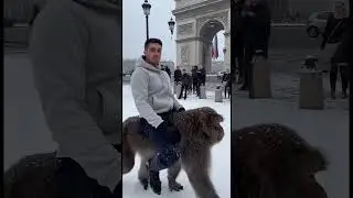 Qui viens balader avec nous ? 😅 #paris #monkey #singer #maman