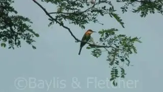 Chestnut-headed Bee-eater (M.leschenaulti), Malaysia. 20160203_170719.m2ts