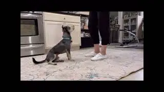 Positive Reinforcement Training for Otto