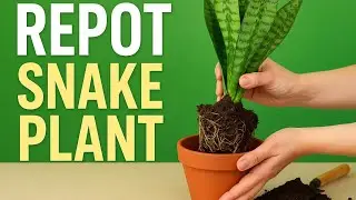 Snake Plant Repotting Made Easy | Beginner&rsquo;s Plant Care