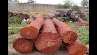 #shorts West Bengal Forest Dept to Plant Sandalwood Plants to Develop a Chand Forest in the State.