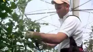 Agrifast Tom System in France