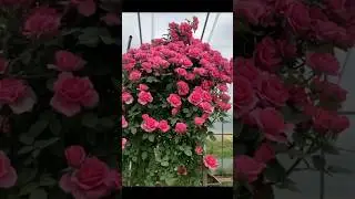 Beautiful Pink garden Roses. || #gardening #morning #amazing