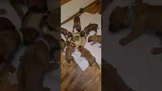 Щенкам родезийского риджбека исполнилось пять недель, и они учатся есть кашу.