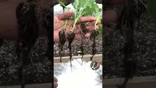 Growing Broccoli For Beginners #shorts #broccoli #garden #gardening