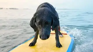 【犬Vlog】はじめてボディボードに乗った犬。