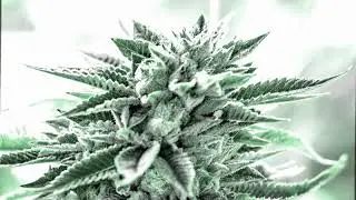 Supa Bwe - Do You (Mary Jane)