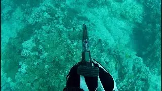 (Part 2) How to Shoot Different Reef Fish in Hawaii!