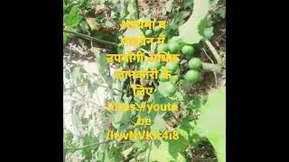 #youtubeshorts #ytshorts #asthma, #migraine, #Solanum_indicum #Brihati
