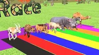 African Animal Race, Camel, Zebra, Hyena, Warthog, Wild Ass, Gazelle, Hippopotamus, Roar Race