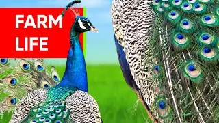 Calm Farm & Nature Life | Real Animal Sounds
