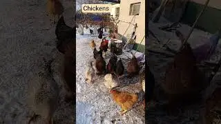 #hens_sound 🐥🐔🐓🐔🐓😍Hens and roosters peck porridge with potatoes 🥔😂 #saveukrain 🇺🇦🙏💛💙💛&hearts;️