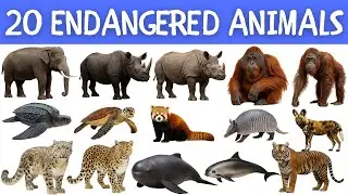 20 Endangered Animals of the World for the Learning Video
