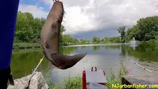 All Cats, no Carp today? Just big and small Catfish #NJcarp #urbanponds #njfishing #CARPFISHING