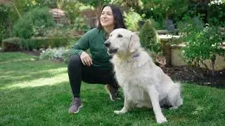 Bark Busters In Home Dog Training