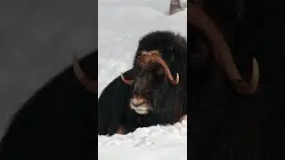 Musk Ox: Arctic Survivors! #facts #animals #trending #viral #animalfacts #muskox #shorts #nature