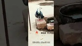 Best High Flying Pigeon🔥#pigeon #highflyer #birds