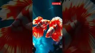 Betta Fish: The Color-Changing VR Science #shorts #trending #viralvideo #youtubeshorts #fyp  #vr