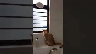 luna want to take shower😼😼😻