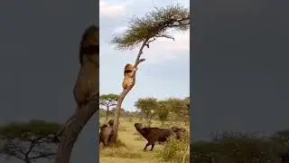A Lion&rsquo;s Fear: Trapped Above Angry Buffaloes