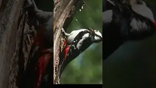 Woodpecker feeding chicks. #shots #birds #wildlife