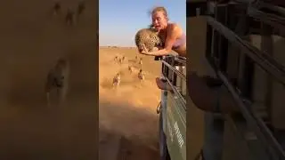 Leopard Hangs On Moving Vehicle... Woman Faces Wild Encounter #wildlife #leopard #adventure