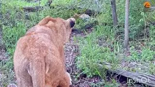 Lioness Hunts Sleeping Leopard Lion ♌...