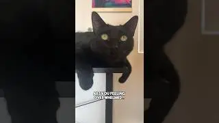 Procrastination❤️ #cat #blackcat #relatable #relationship #adulting #funny #adorable #leonthecatdad