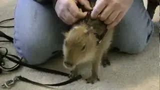 Tuff'n, The Cutest Baby Capybara You Will Ever See Tuff'n、世界で最もかわいい赤ちゃんカピバラ