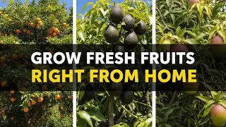 10 fruit trees you can easily grow from seed