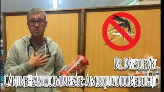 Canine Heartworm Disease: A Mosquito Borne Plight