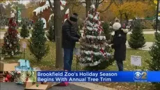 Brookfield Zoo's Holiday Season Begins With Annual Tree Trim