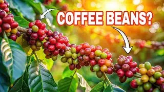 From Plant to Cup: The Journey of a Coffee Bean - Food Science - How Things Are Made - Global Farm